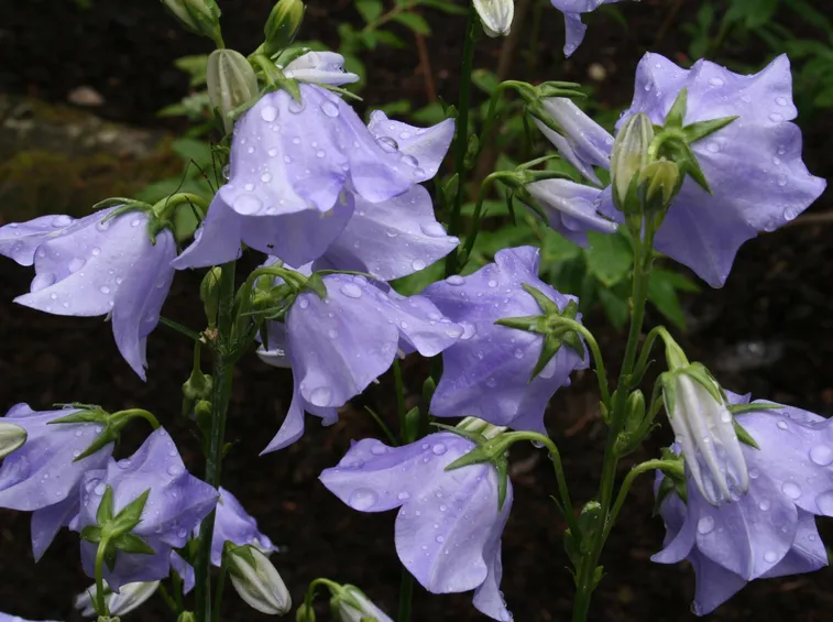 platycodon grandiflorus
