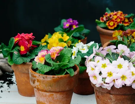 Primula  