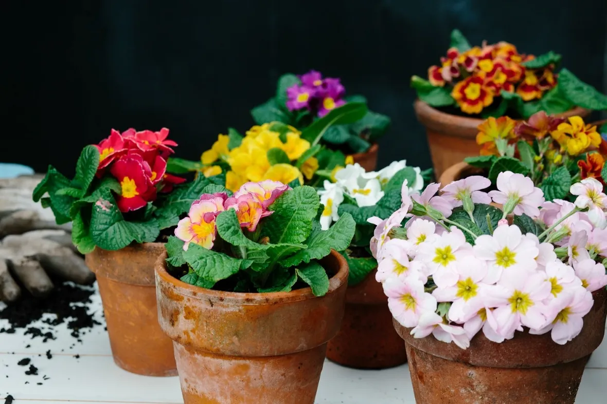 Primula
