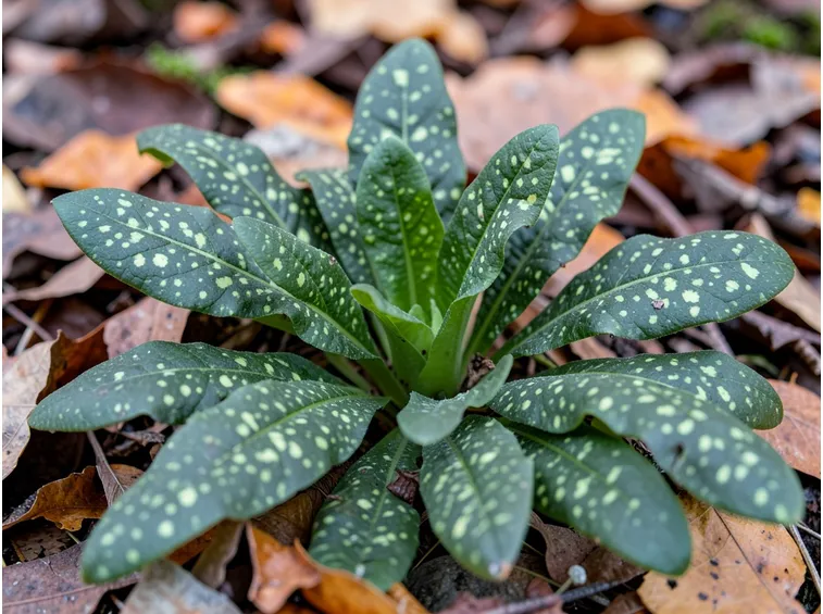 pulmonaria