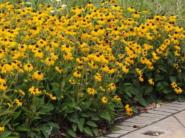 Rudbeckia