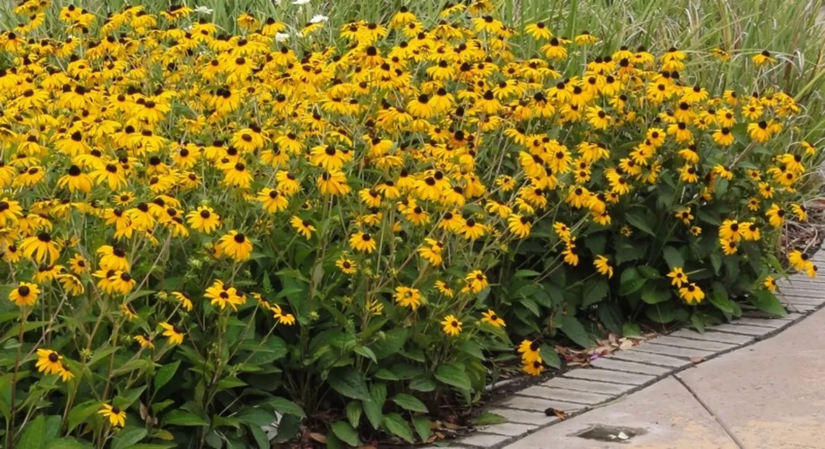 Rudbeckia