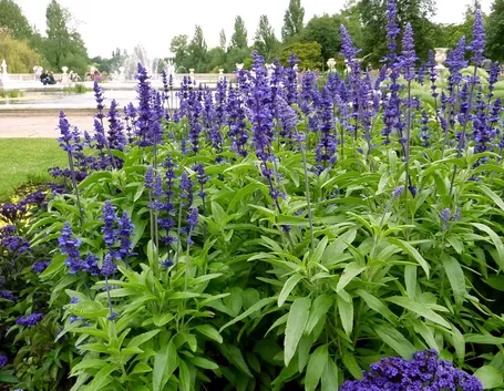 Salvia blu