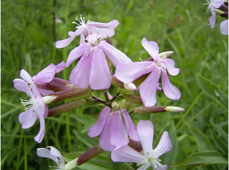 saponaria officinalis fiore