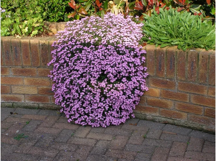 Saponaria