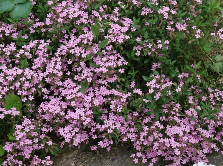 saponaria