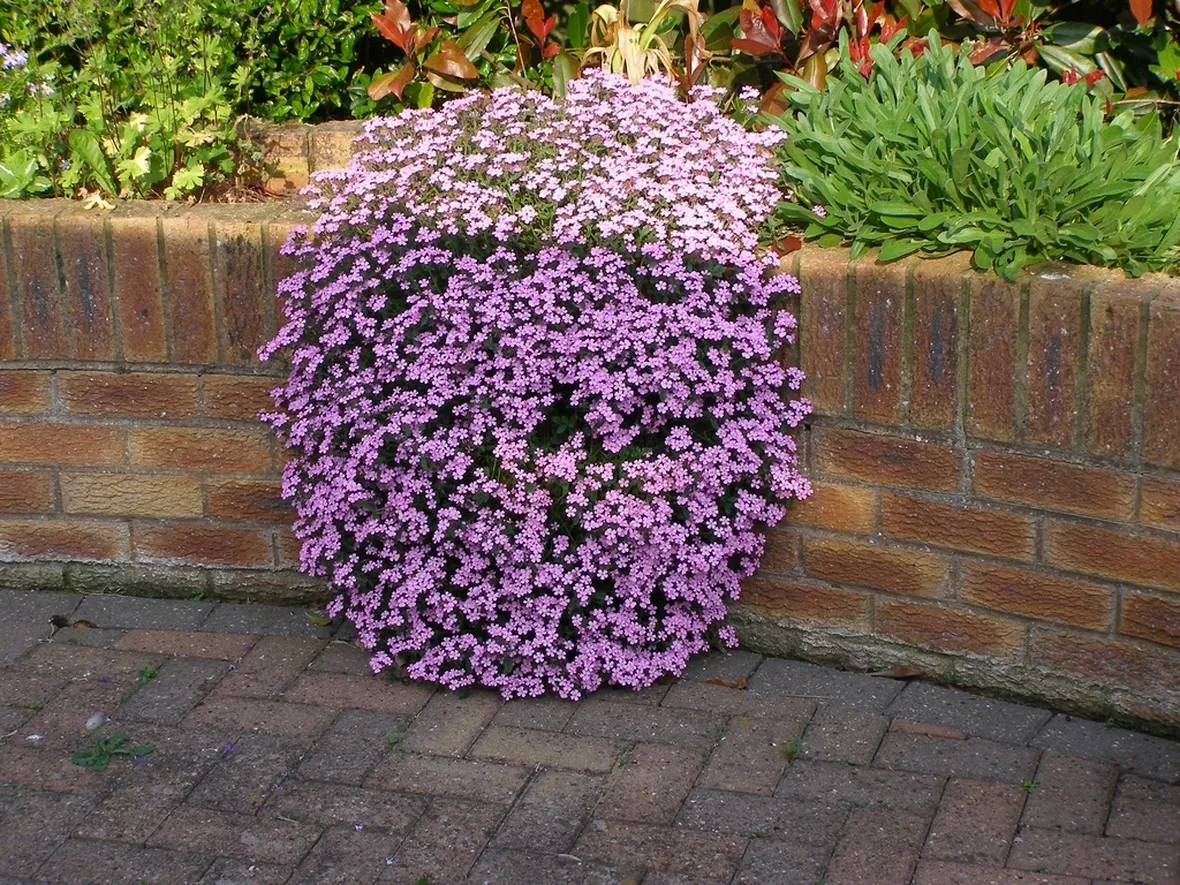 Saponaria