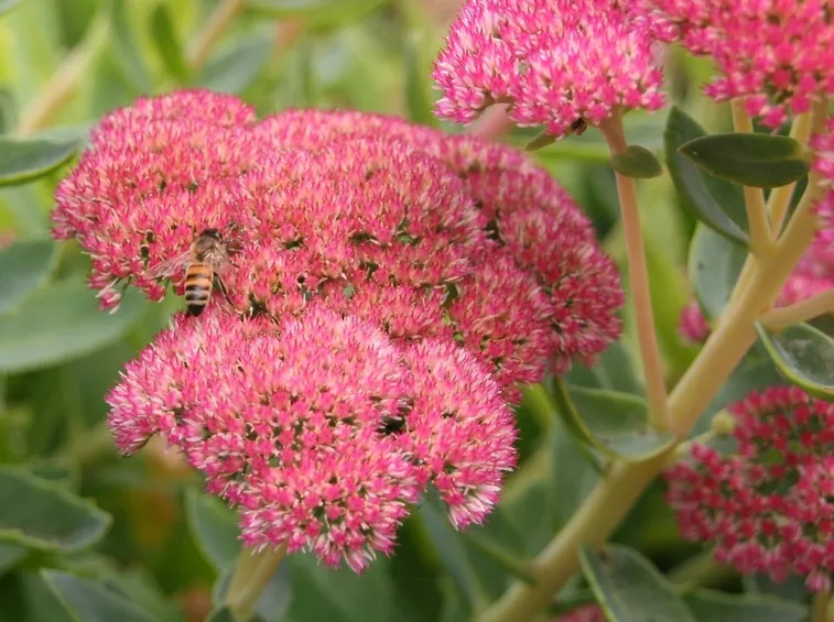 sedum