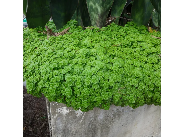 Sedum  