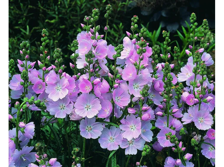 Sidalcea