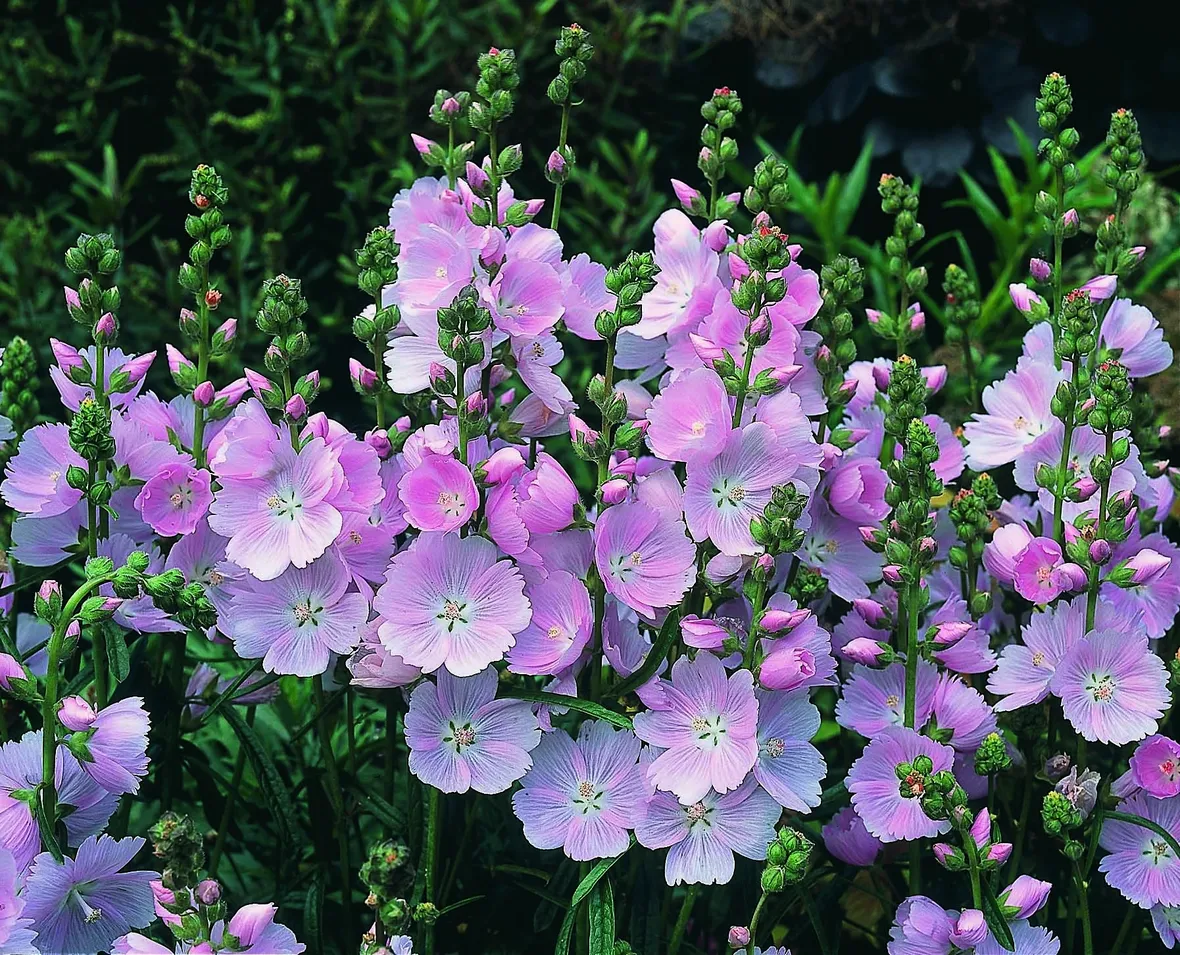 Sidalcea
