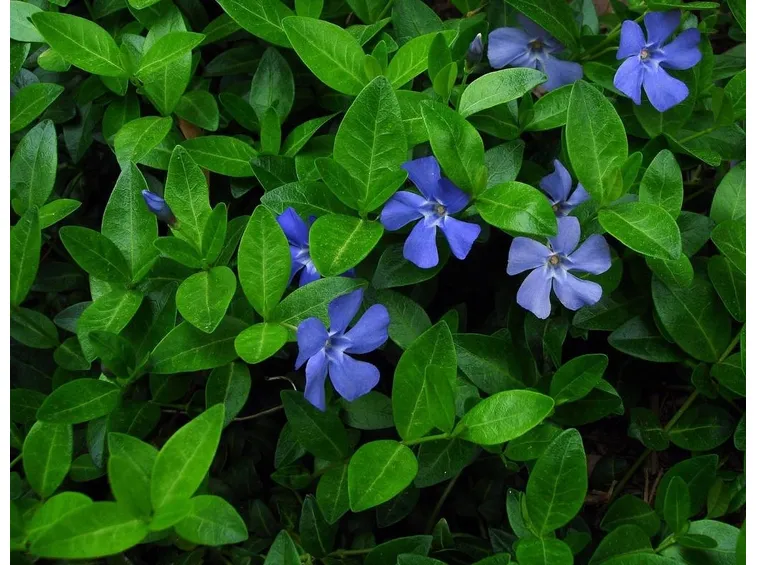 Vinca minor