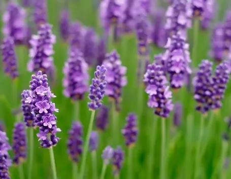 pianta della lavanda