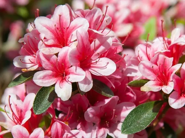 Azalea rosa