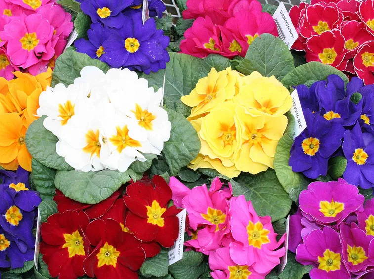primula