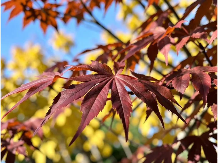 acer palmatum