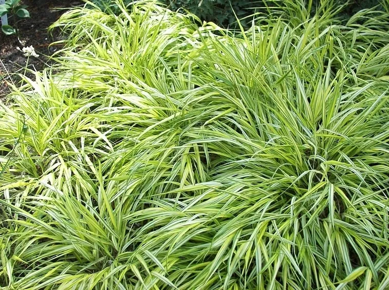 carex gray