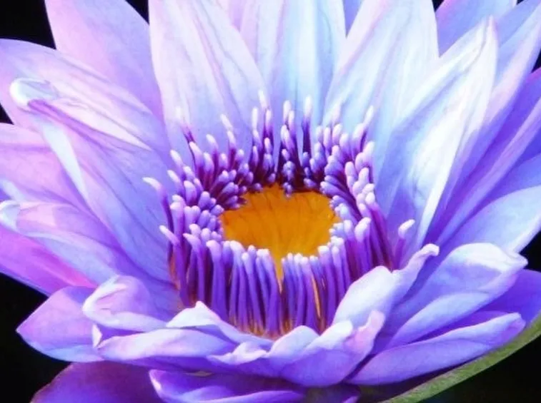 Fiore loto
