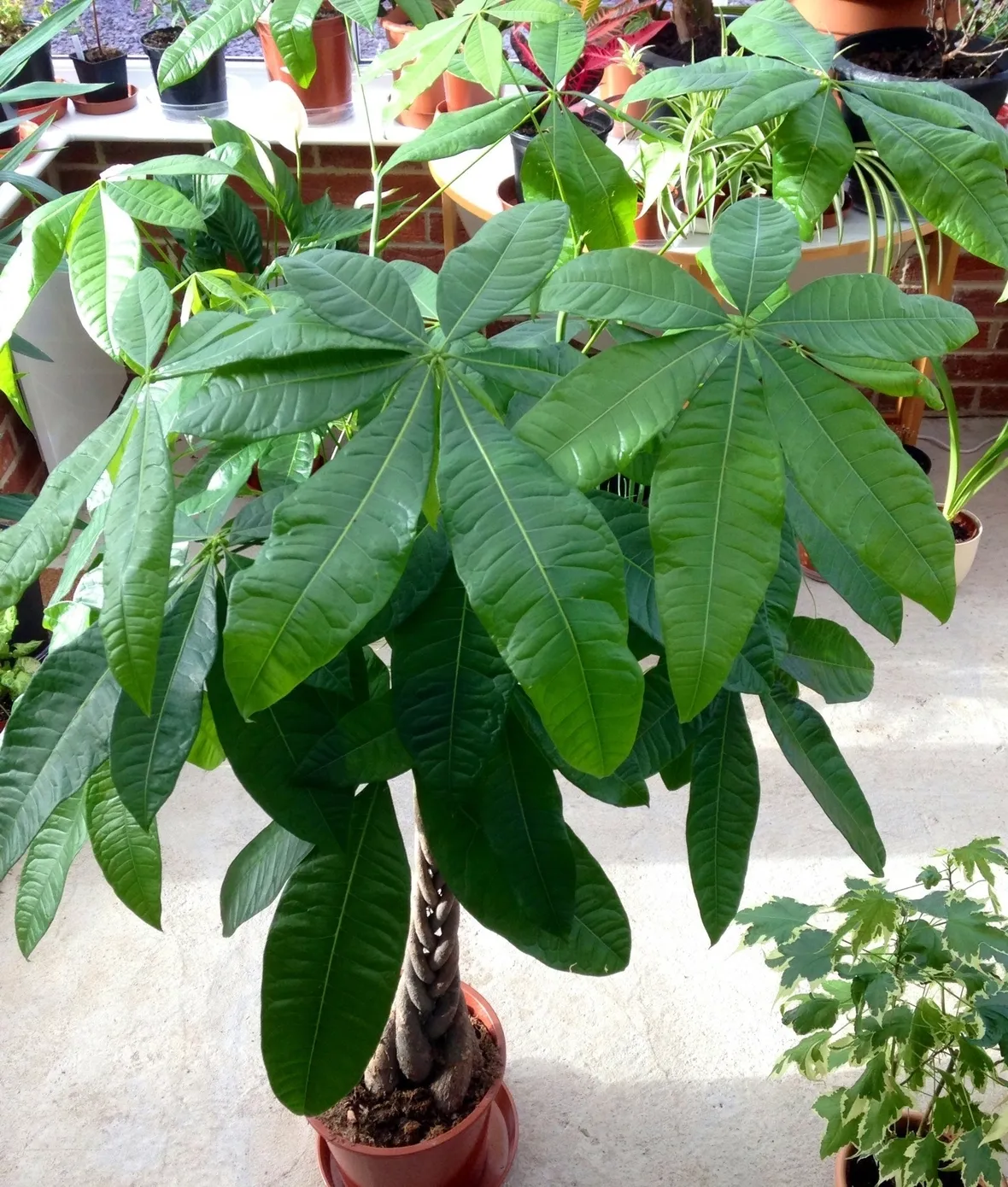 Pachira insignis