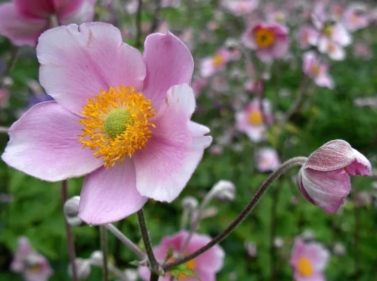 anemone japonica