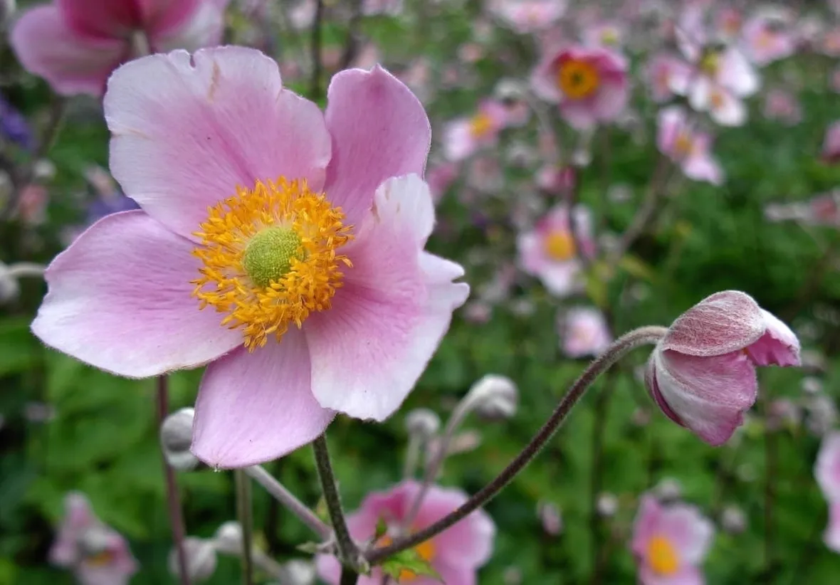 anemone japonica