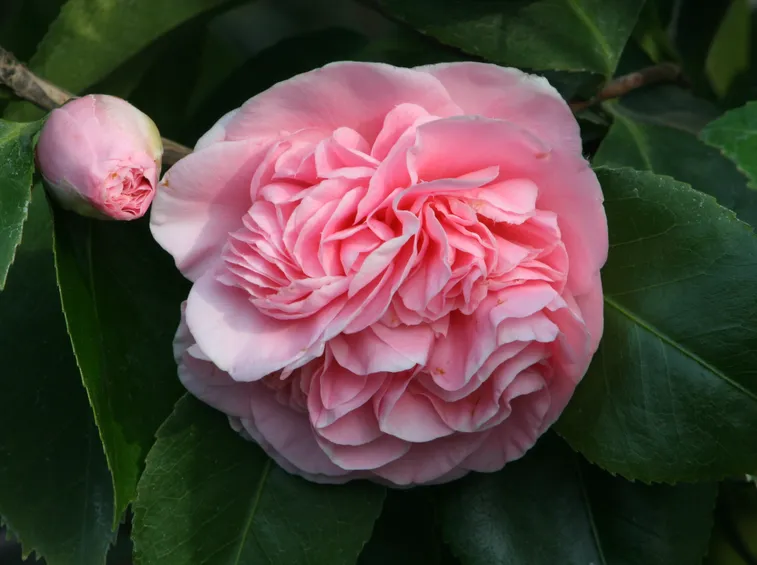 Patologie più comuni della camelia pianta