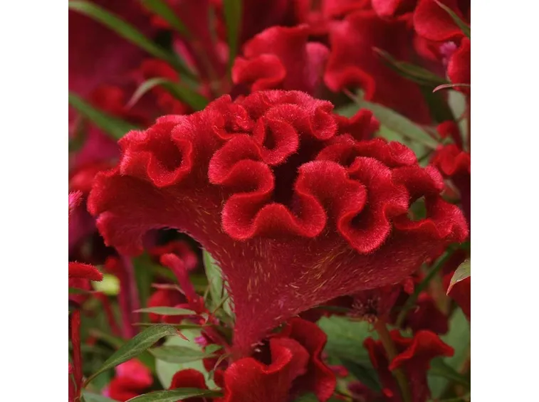 Fiore celosia cristata
