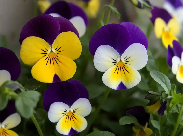 Viole del pensiero di vari colori