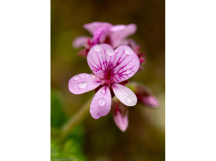 pelargonium graveolens
