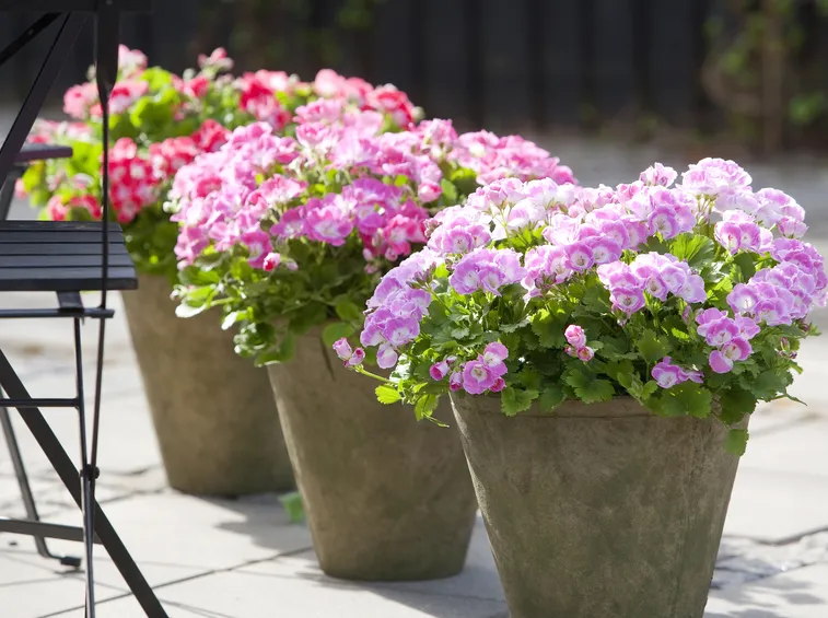 geranio profumo di rosa