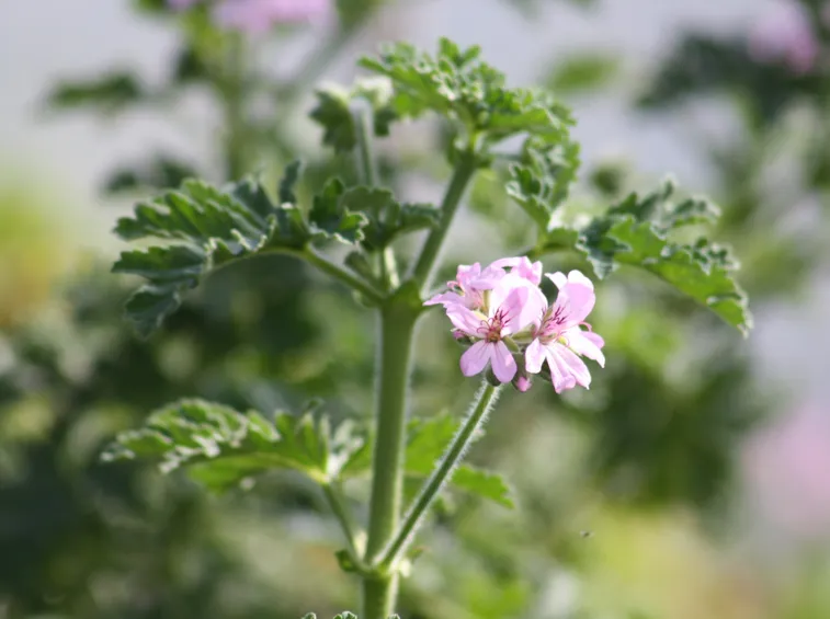 pelargonium