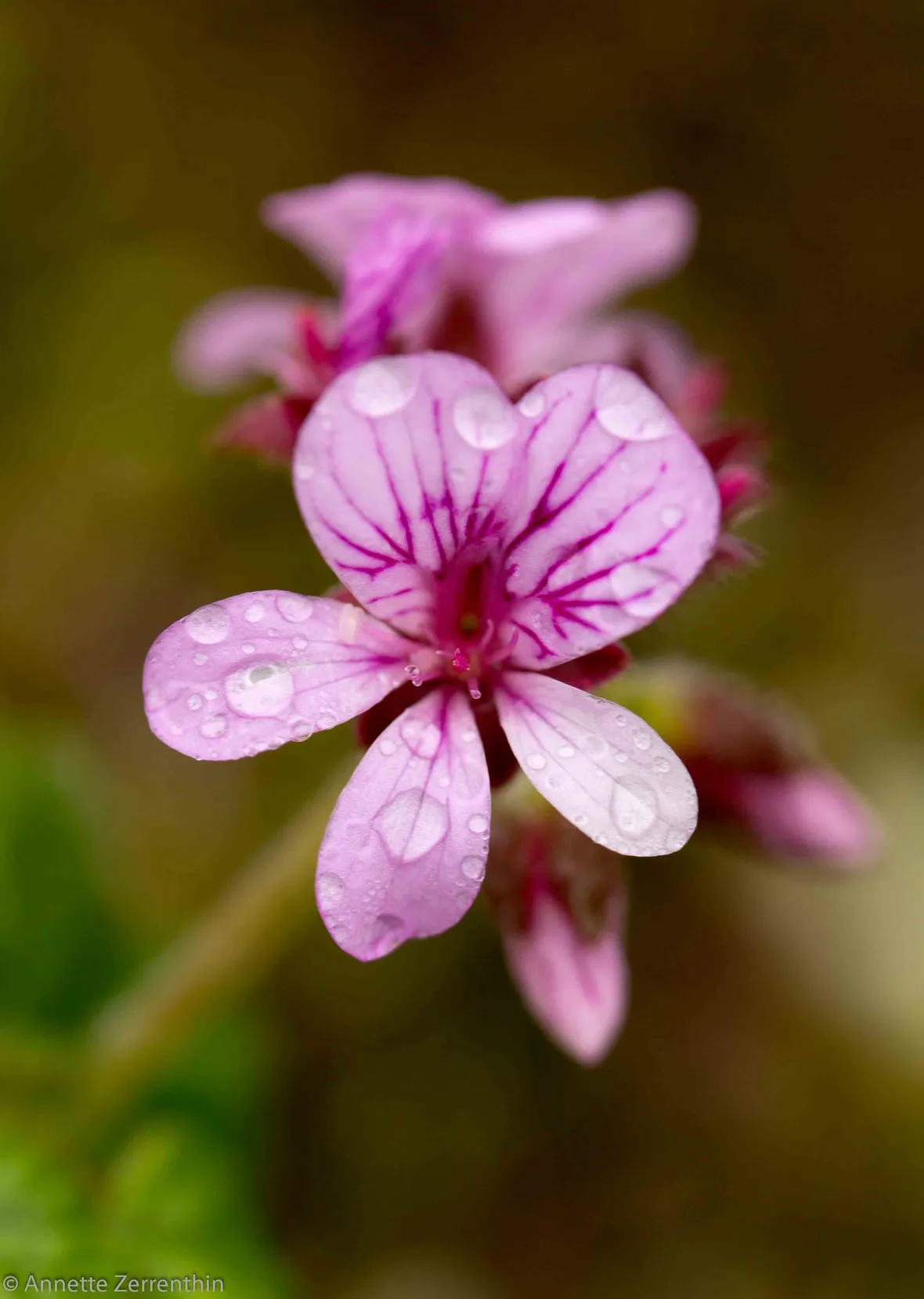 pelargonium graveolens