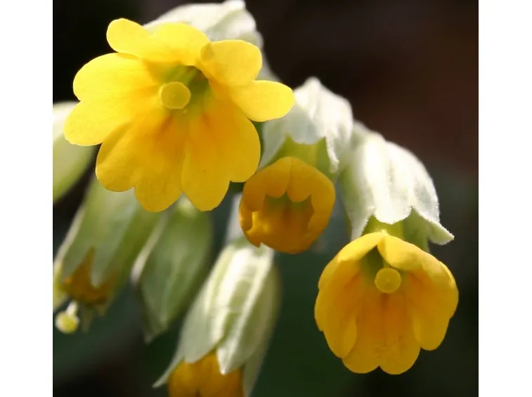 Fiore di Primula veris.