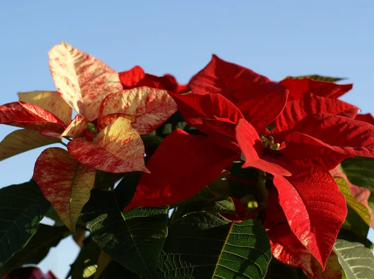 La Poinsettia