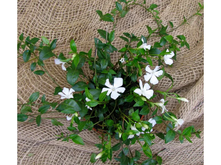 Vinca minor di colore bianco