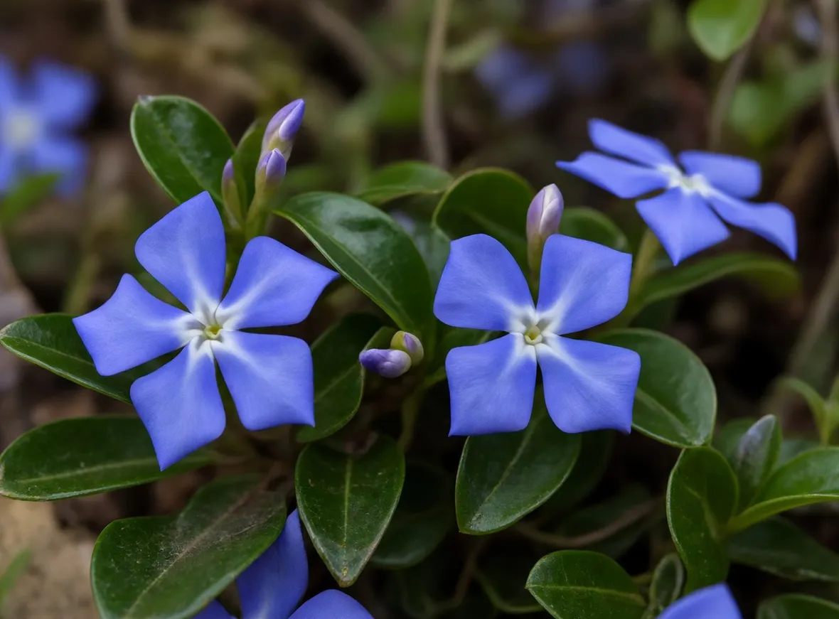 Fiori di Vinca minor dal colore classico