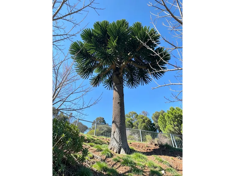 araucaria caucasia