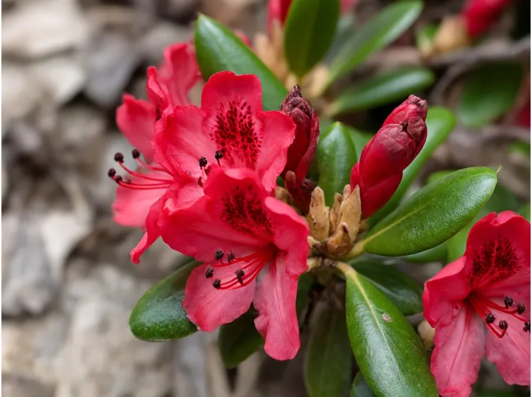 Rododendri