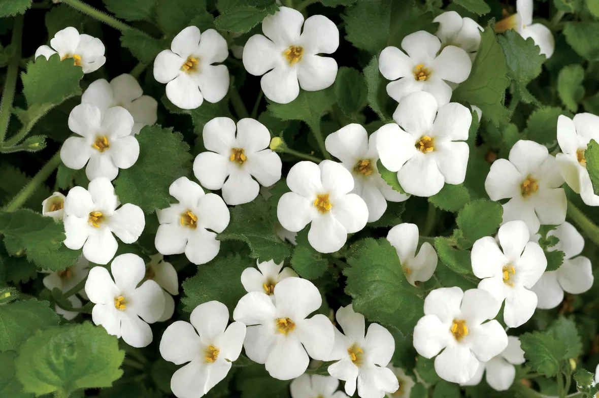 Bacopa