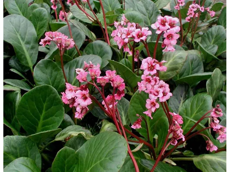 Bergenia