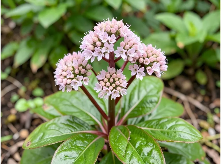 Bergenia