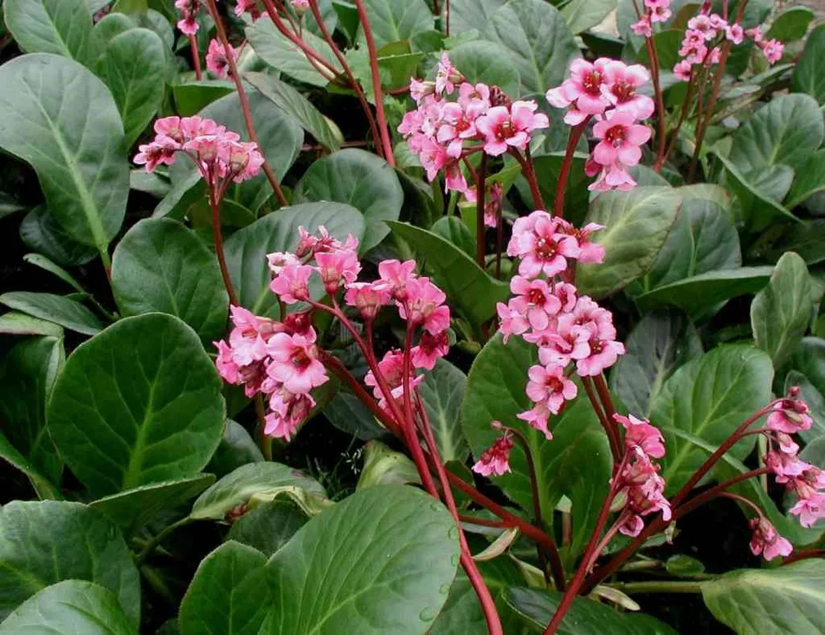 Bergenia
