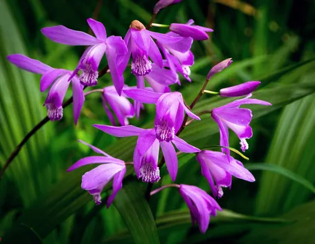 bletilla 