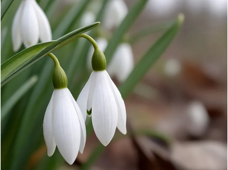 galanthus nivale