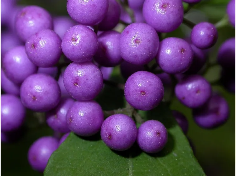 callicarpa japonica