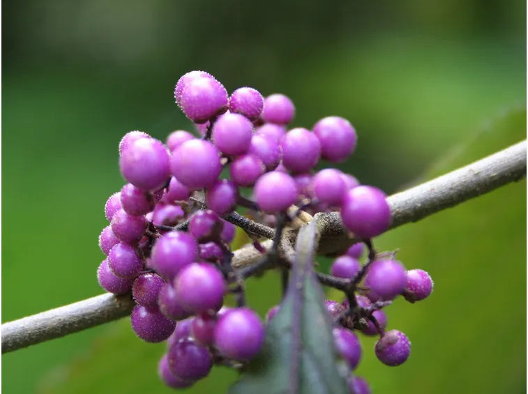 callicarpa