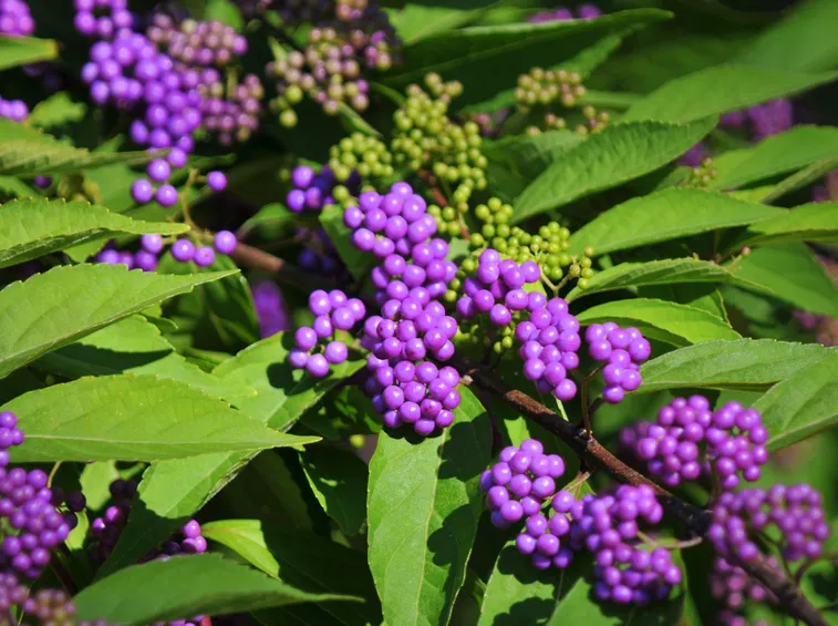 callicarpa
