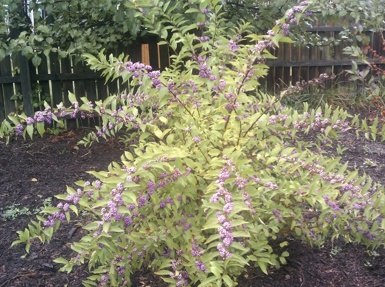 Callicarpa