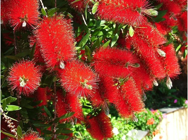 Callistemon