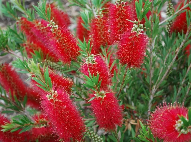 Callistemon